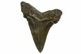 Serrated Angustidens Tooth - Megalodon Ancestor #321692-1
